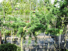 Larix kaempferi 'Susterseel' - Konifeer - Hortus Conclusus  - 2