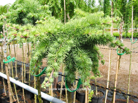 Larix kaempferi 'Tunis'