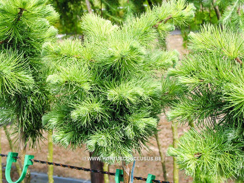 Larix kaempferi 'Wolterdingen'