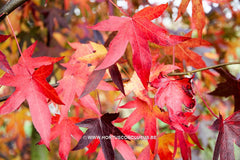 Liquidambar styraciflua 'Autumn Color Globe' - Sierboom - Hortus Conclusus  - 1