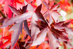 Liquidambar styraciflua 'Autumn Color Globe' - Sierboom - Hortus Conclusus  - 2