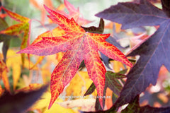 Liquidambar styraciflua 'Autumn Color Globe' - Sierboom - Hortus Conclusus  - 3