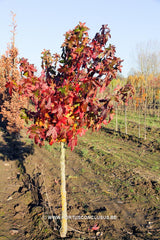 Liquidambar styraciflua 'Autumn Color Globe' - Sierboom - Hortus Conclusus  - 4