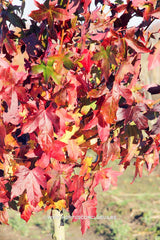 Liquidambar styraciflua 'Autumn Color Globe' - Sierboom - Hortus Conclusus  - 5
