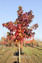 Liquidambar styraciflua 'Autumn Color Globe' - Sierboom - Hortus Conclusus  - 6