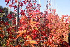 Liquidambar styraciflua 'Burgundy Spider' - Sierboom - Hortus Conclusus  - 1