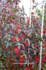 Liquidambar styraciflua 'Burgundy Spider' - Sierboom - Hortus Conclusus  - 2