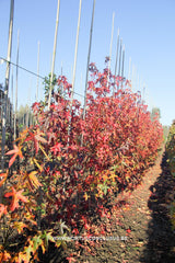 Liquidambar styraciflua 'Burgundy Spider' - Sierboom - Hortus Conclusus  - 3