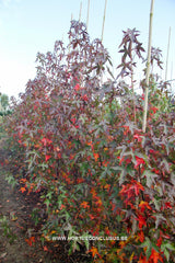 Liquidambar styraciflua 'Burgundy Spider' - Sierboom - Hortus Conclusus  - 4