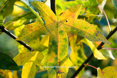 Liquidambar styraciflua 'Burgundy Spider' - Sierboom - Hortus Conclusus  - 6