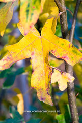 Liquidambar styraciflua 'Burgundy Spider' - Sierboom - Hortus Conclusus  - 7