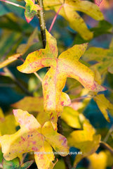 Liquidambar styraciflua 'Burgundy Spider' - Sierboom - Hortus Conclusus  - 8