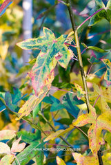 Liquidambar styraciflua 'Burgundy Spider' - Sierboom - Hortus Conclusus  - 9