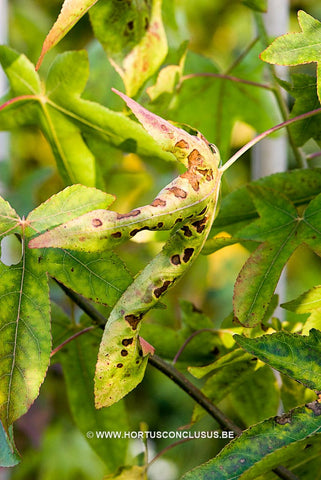 Liquidambar styraciflua 'Corky'