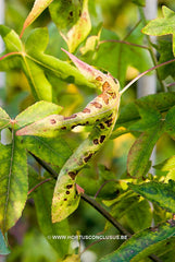 Liquidambar styraciflua 'Corky' - Sierboom - Hortus Conclusus  - 1