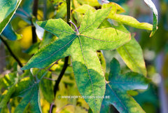 Liquidambar styraciflua 'Corky' - Sierboom - Hortus Conclusus  - 2