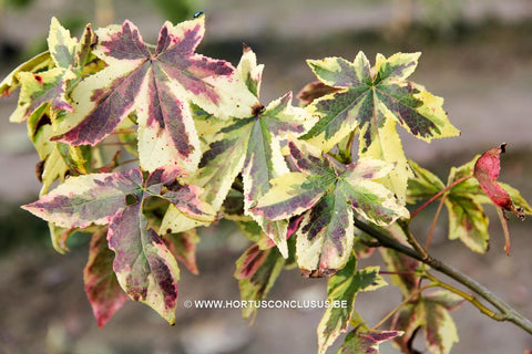 Liquidambar styraciflua 'Golden Treasure'