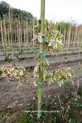 Liquidambar styraciflua 'Golden Treasure' - Sierboom - Hortus Conclusus  - 2
