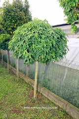 Liquidambar styraciflua 'Gum Ball' - Sierboom - Hortus Conclusus  - 1