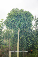 Liquidambar styraciflua 'Gum Ball' - Sierboom - Hortus Conclusus  - 2