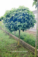 Liquidambar styraciflua 'Gum Ball' - Sierboom - Hortus Conclusus  - 3