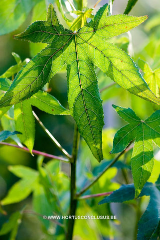 Liquidambar styraciflua 'Hapedell' (Happy Daze)