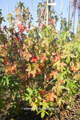 Liquidambar styraciflua 'Hapedell' (Happy Daze) - Sierboom - Hortus Conclusus  - 2