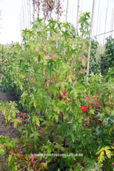 Liquidambar styraciflua 'Hapedell' (Happy Daze) - Sierboom - Hortus Conclusus  - 3