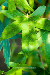 Liquidambar styraciflua 'Hapedell' (Happy Daze) - Sierboom - Hortus Conclusus  - 4