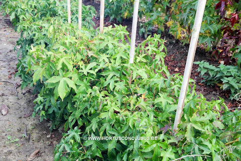 Liquidambar styraciflua 'Oconee'