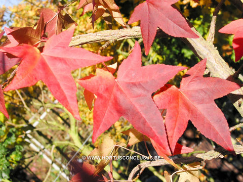 Liquidambar styraciflua 'Pendula'