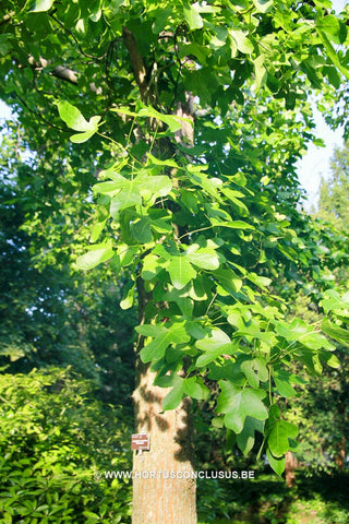 Liquidambar styraciflua 'Rotundiloba'