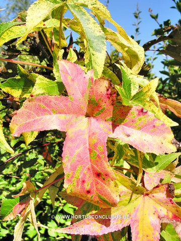 Liquidambar styraciflua 'Silver King'