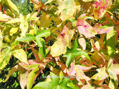 Liquidambar styraciflua 'Silver King' - Sierboom - Hortus Conclusus  - 2