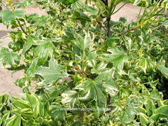 Liquidambar styraciflua 'Silver King' - Sierboom - Hortus Conclusus  - 3