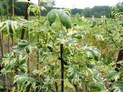 Liquidambar styraciflua 'Silver King' - Sierboom - Hortus Conclusus  - 4