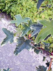 Liquidambar styraciflua 'Silver King' - Sierboom - Hortus Conclusus  - 5