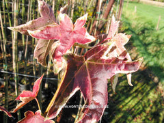 Liquidambar styraciflua 'Silver King' - Sierboom - Hortus Conclusus  - 6