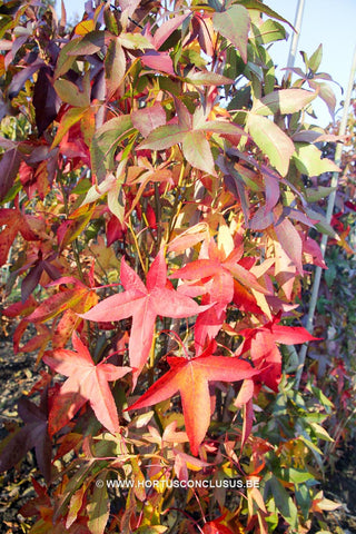 Liquidambar styraciflua 'Slender Silhouette'