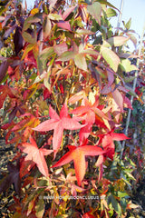 Liquidambar styraciflua 'Slender Silhouette' - Sierboom - Hortus Conclusus  - 1