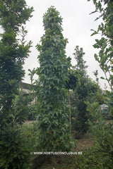 Liquidambar styraciflua 'Slender Silhouette' - Sierboom - Hortus Conclusus  - 2