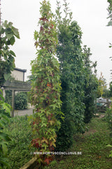 Liquidambar styraciflua 'Slender Silhouette' - Sierboom - Hortus Conclusus  - 3