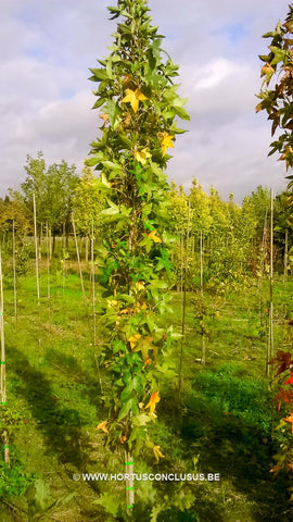 Liquidambar styraciflua 'Slender Silhouette Select'