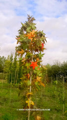Liquidambar styraciflua 'Slender Silhouette Select' - Sierboom - Hortus Conclusus  - 2