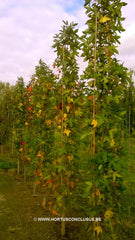 Liquidambar styraciflua 'Slender Silhouette Select' - Sierboom - Hortus Conclusus  - 3