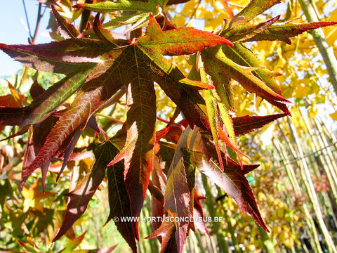 Liquidambar styraciflua 'Stared'