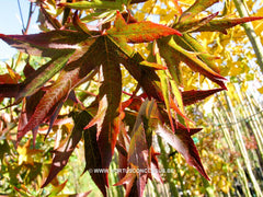 Liquidambar styraciflua 'Stared' - Sierboom - Hortus Conclusus  - 1