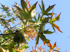 Liquidambar styraciflua 'Stared' - Sierboom - Hortus Conclusus  - 2