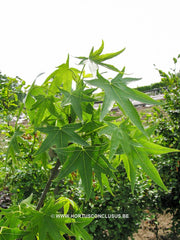 Liquidambar styraciflua 'Stared' - Sierboom - Hortus Conclusus  - 3