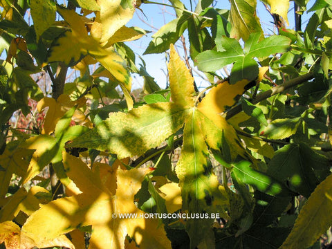 Liquidambar styraciflua 'Variegata'